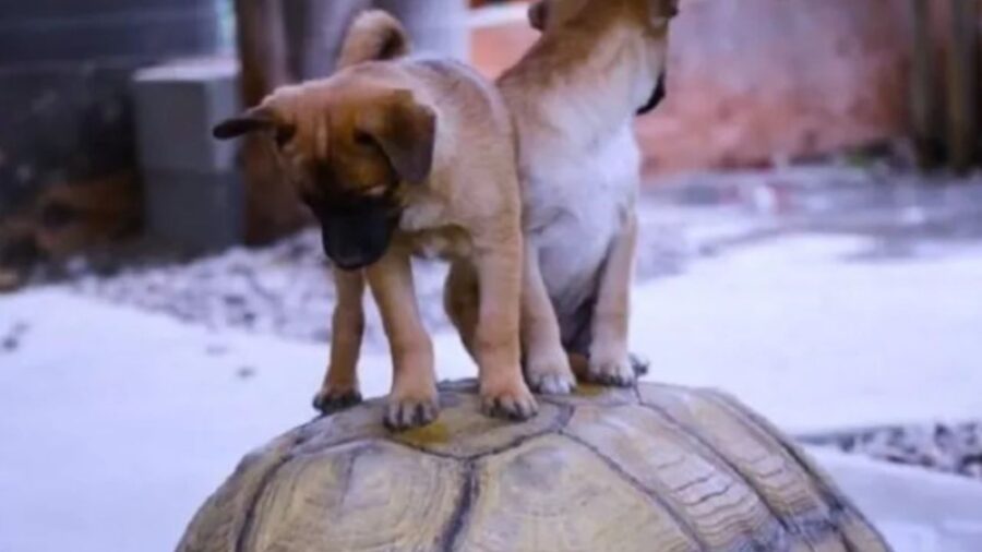 cuccioli con tartaruga gigante