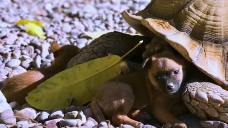 cuccioli con tartaruga gigante