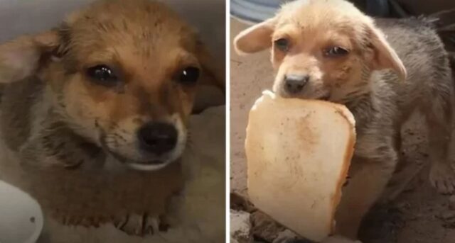 Cucciolo salvato dalla discarica condivide un pezzo di pane duro come ringraziamento