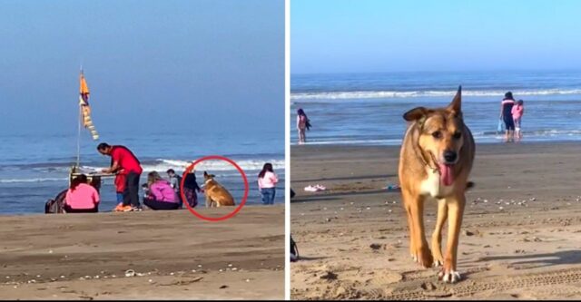 La coppia adotta un cucciolo che ha vissuto per anni da solo su una spiaggia