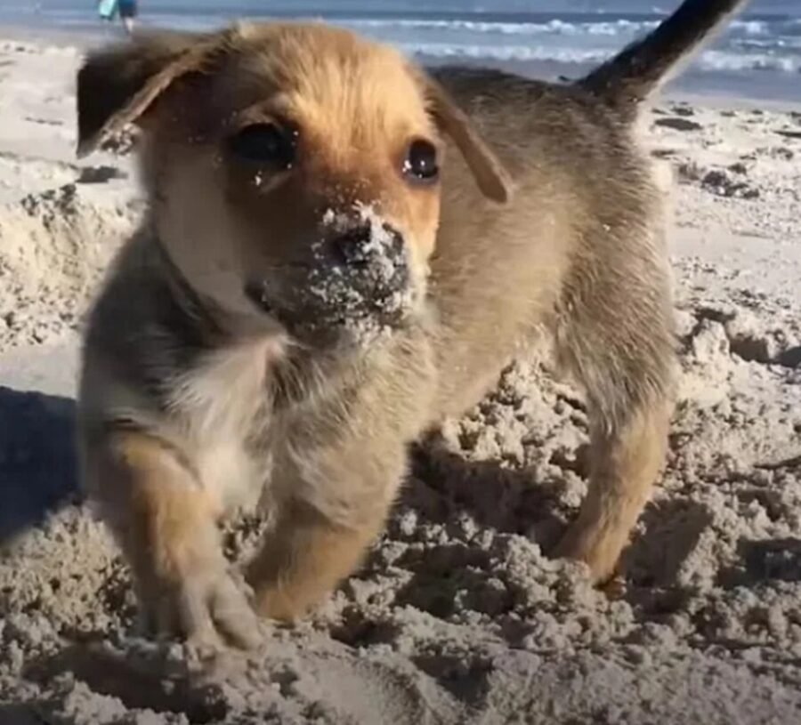 cucciolo di cane al mare