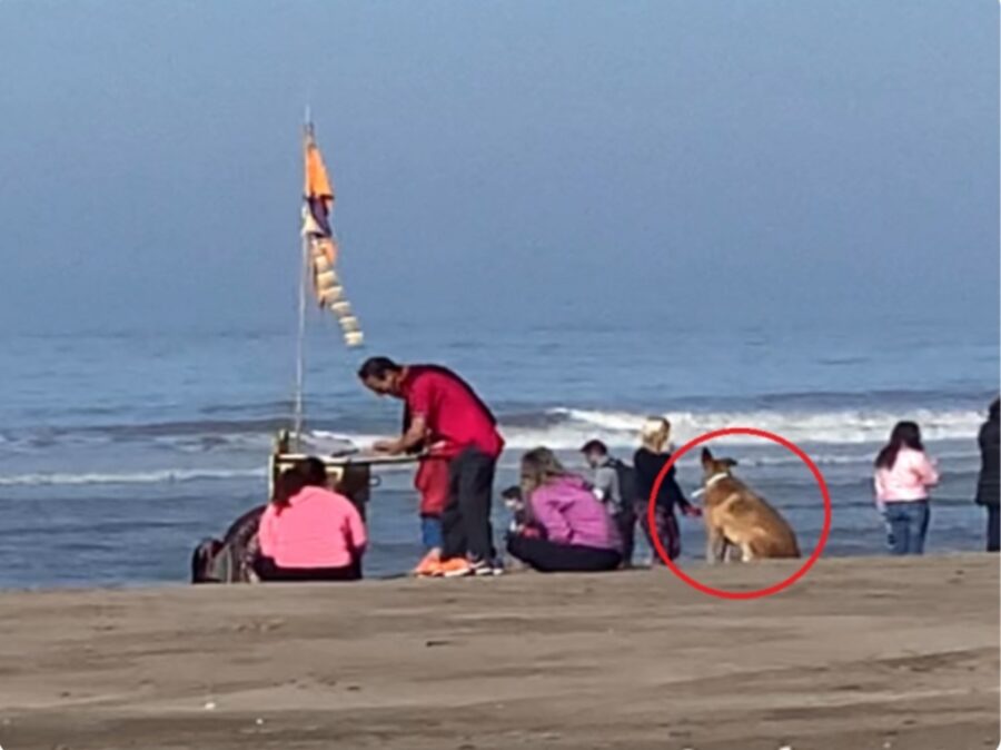 cucciolo adottato da una coppia