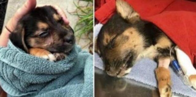 Questo cucciolo di cane è stato maltrattato e lasciato in un vicolo: per sopravvivere ha contato ogni respiro