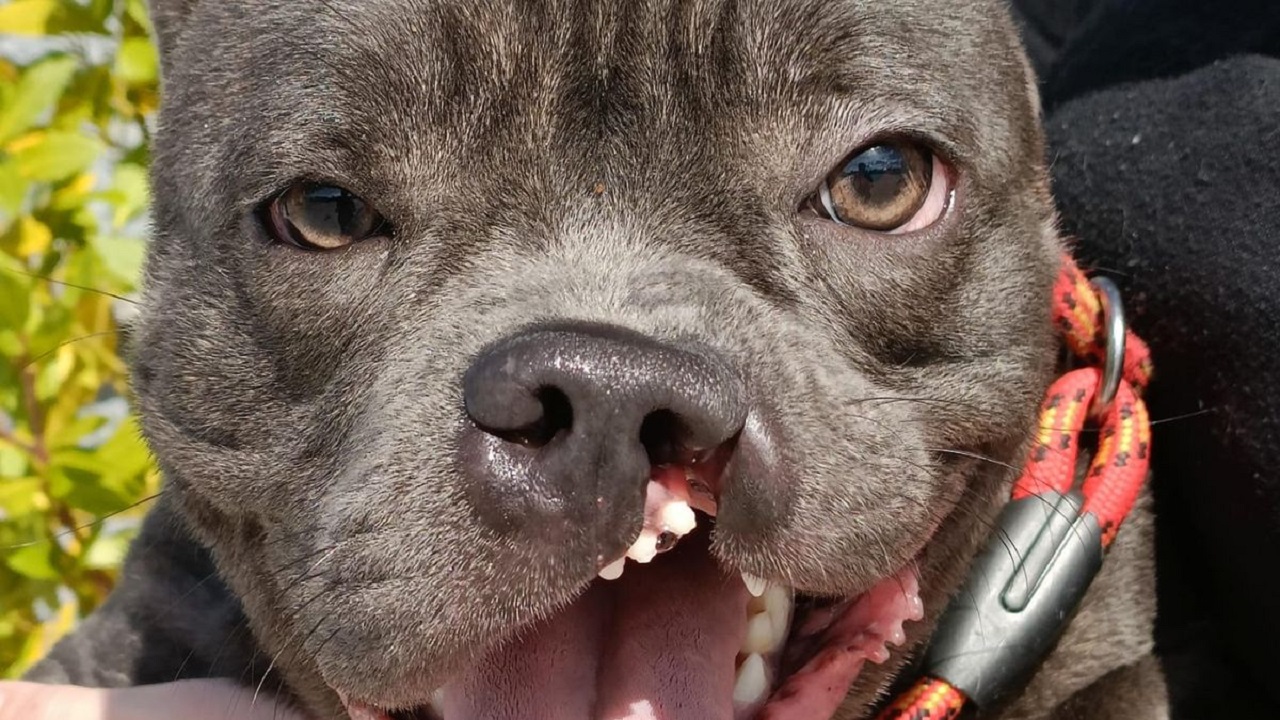 strano sorriso del cane