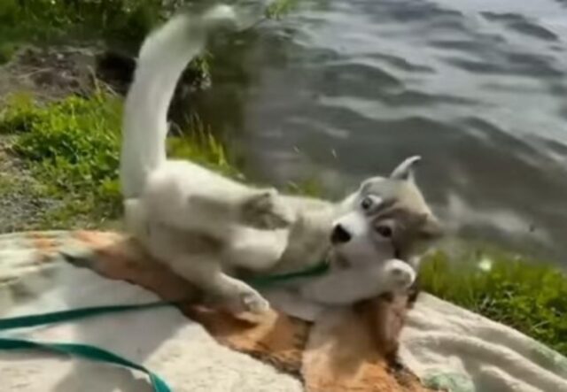 Il cucciolo di cane cade rovinosamente in acqua durante un picnic con la padrona (VIDEO)