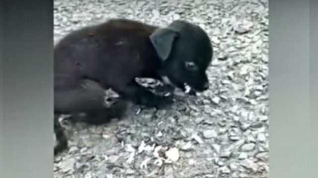 Nessuno sembrava notare questo cucciolo di cane che piangeva, affamato e tremante per strada