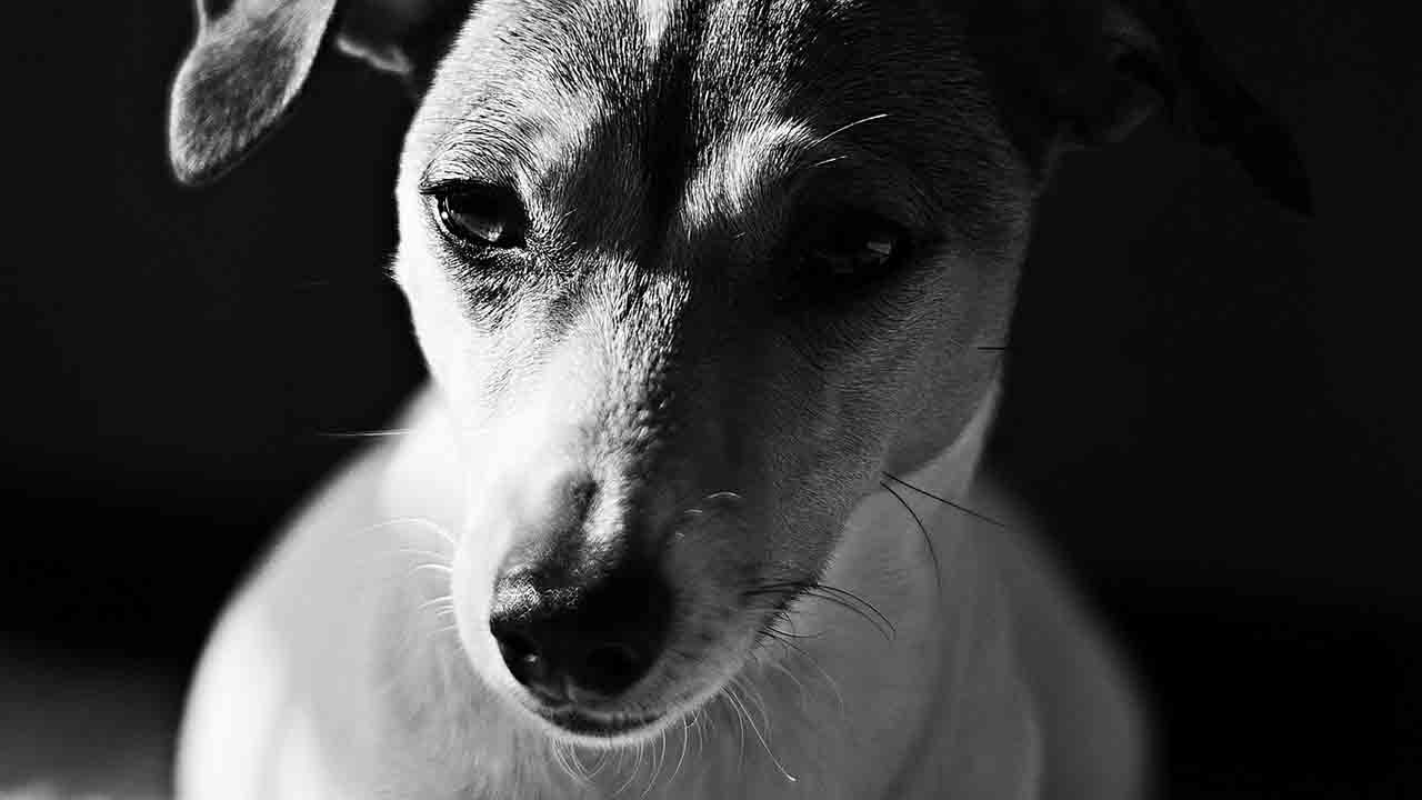 Cucciolo di Jack Russell