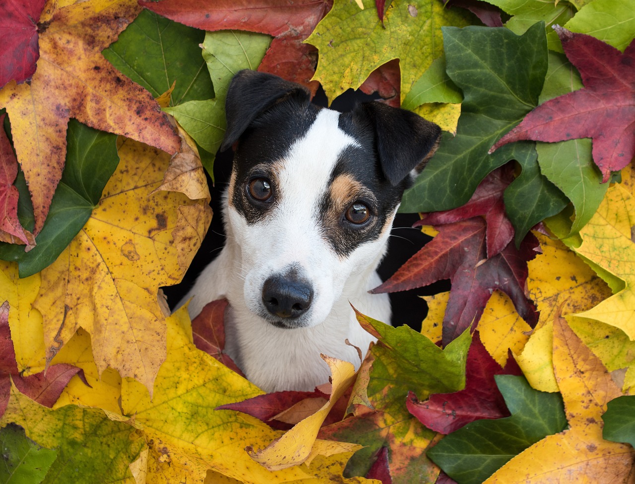 cucciolo di cane