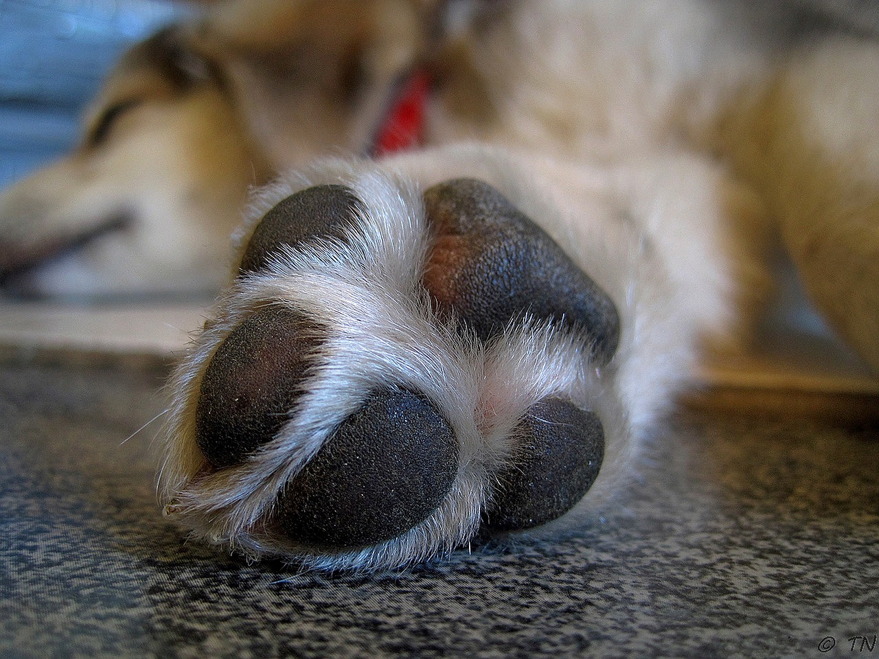 cane adottato e salvato