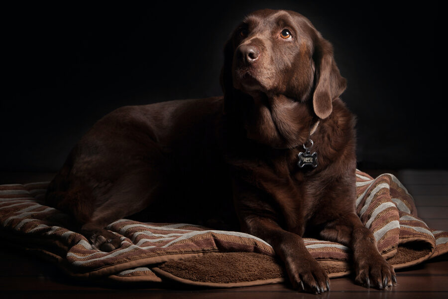 domande da fare all'allevatore di labrador