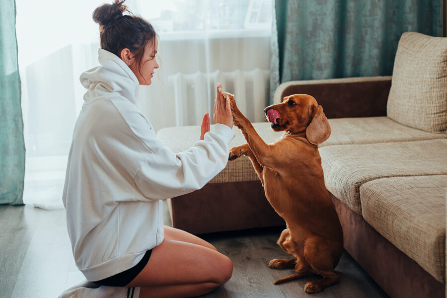 domande da fare all'allevatore di cani impegno