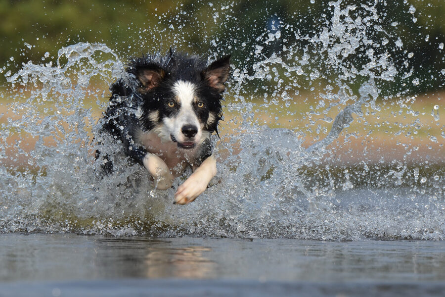 domande da fare all'allevatore del cane da pastore