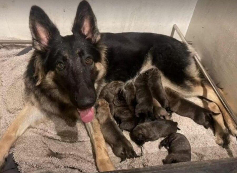 cagnolina salvata dalla soppressione da una donna