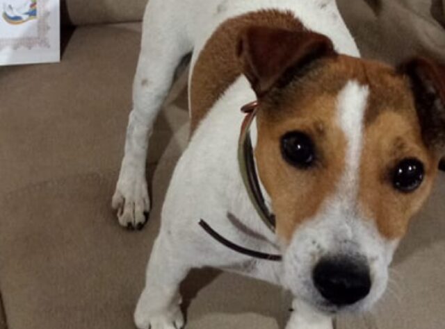 Gioia dei Marsi, svanito nel nulla il piccolo Pepè, sono in corso le ricerche per il cane Jack Russell