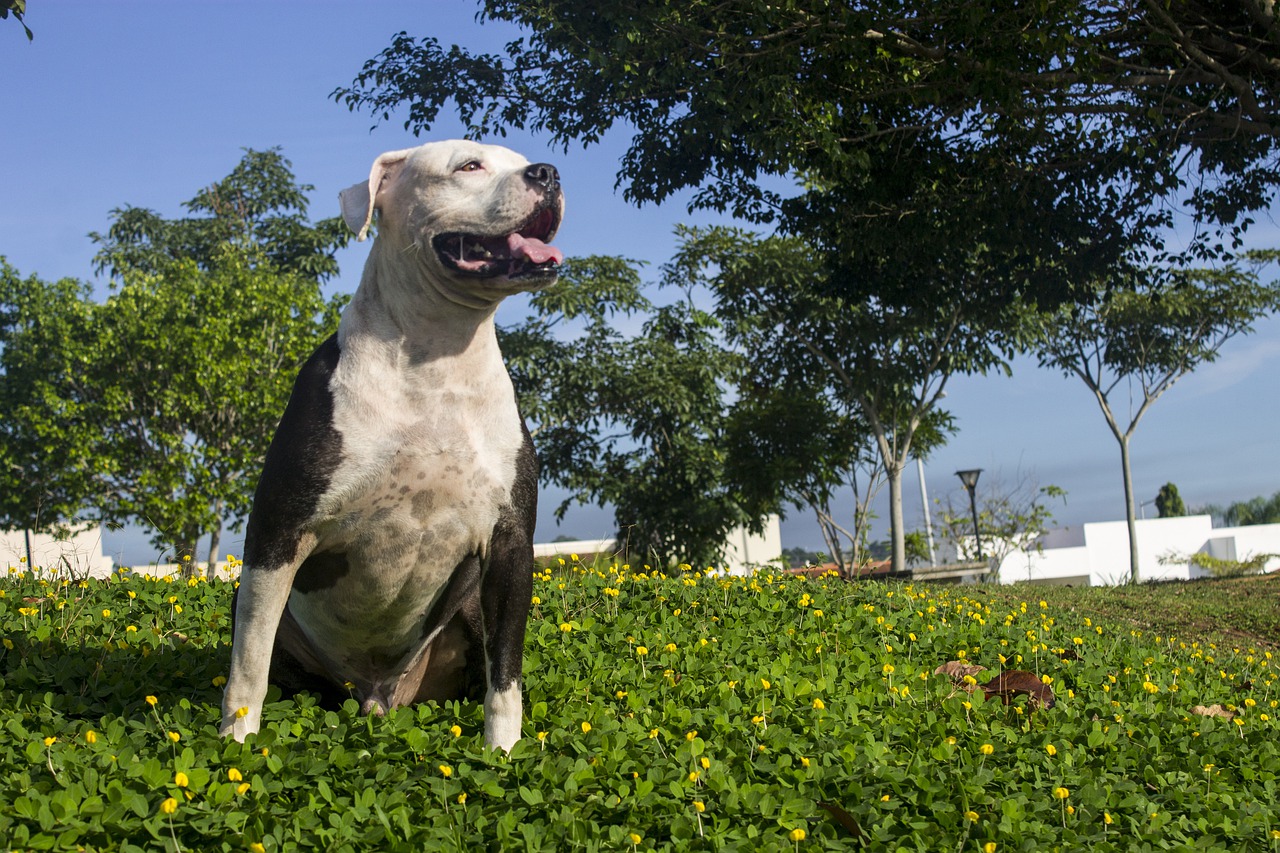 cane abbandonato