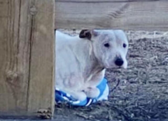 Il Pitbull stava morendo congelato e usava un piccolo asciugamano per riscaldarsi: poi è successo qualcosa (VIDEO)