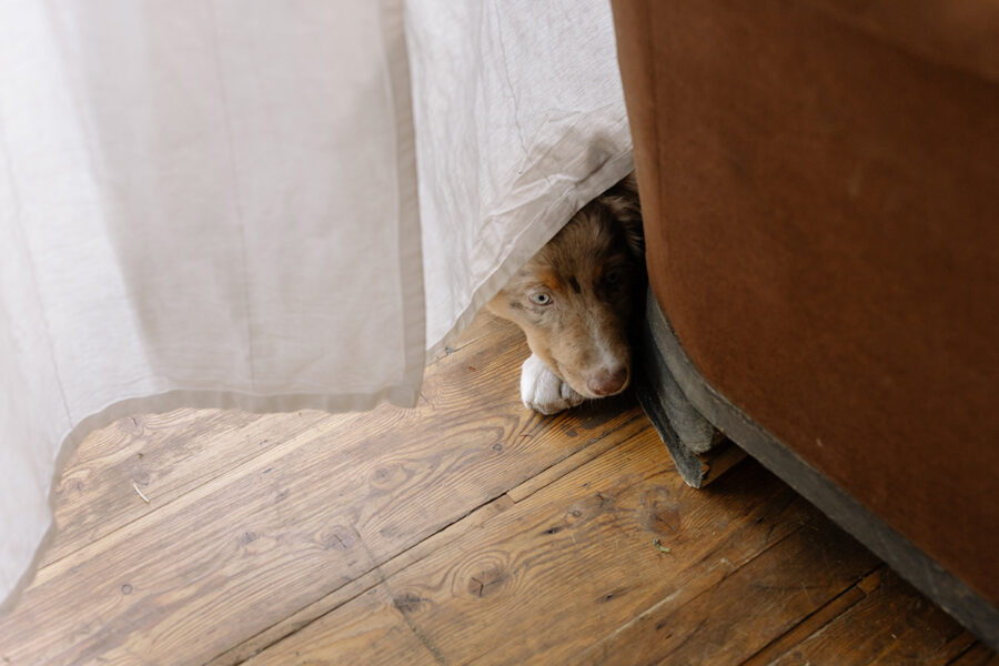 insegnare il no al cane colpevole