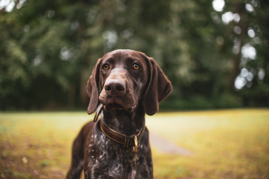 insegnare il no al cane al parco