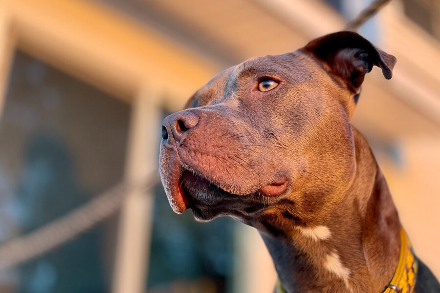 insegnare il no al cane monello