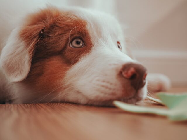 Come insegnare il no al cane, efficacemente