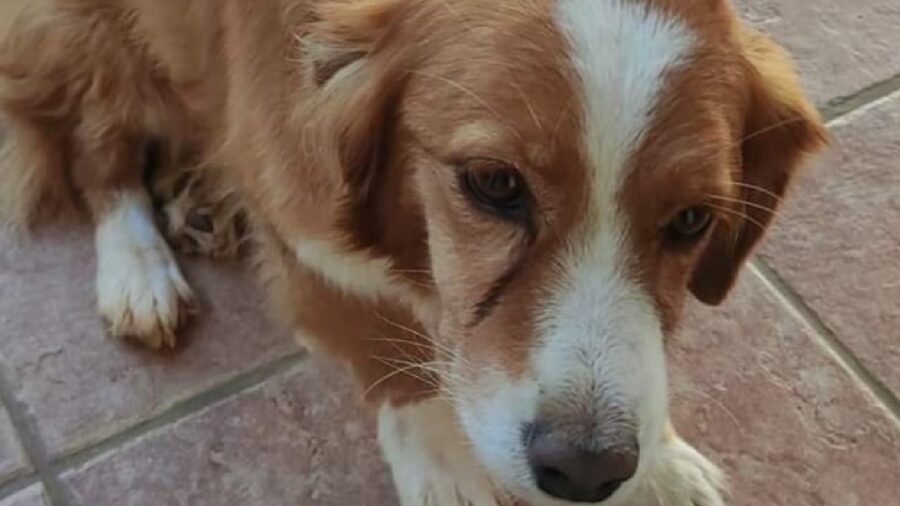 cagnolina meticcia pelo marroncino bianco