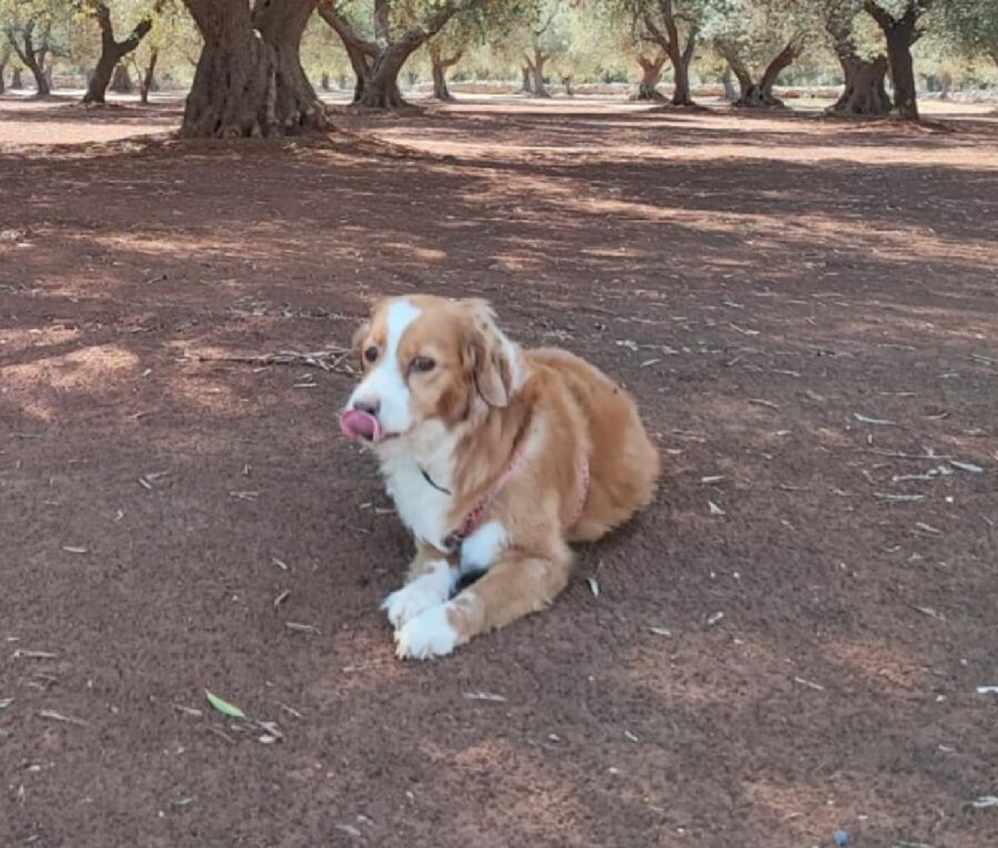 cane indossa pettorina e collare