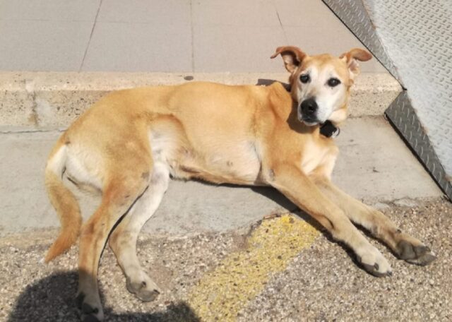 Manduria, alla ricerca di Chicca, la cagnolina meticcia di 13 anni svanita nel nulla