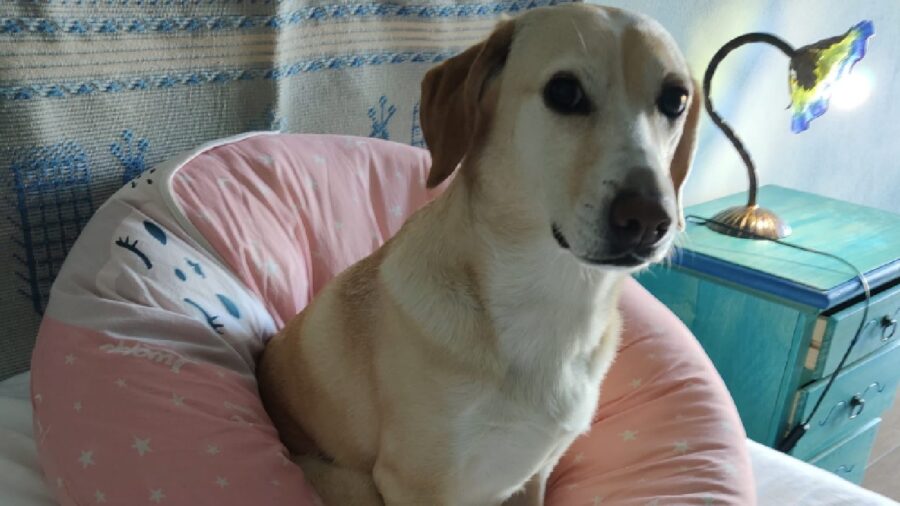 giada cagnolina cuscino rosa