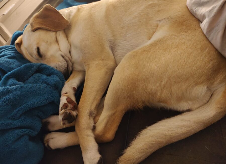 cagnolina dorme lenzuolo azzurro