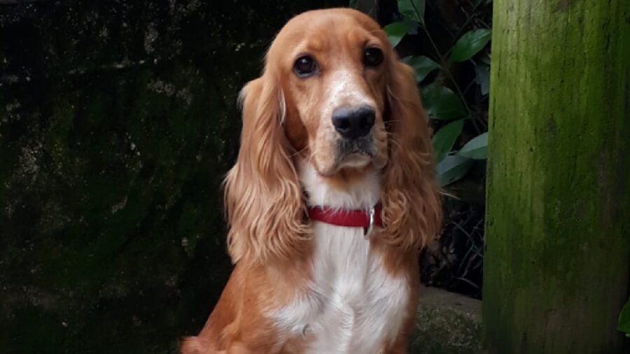 cagnolina cocker pelo miele bianco