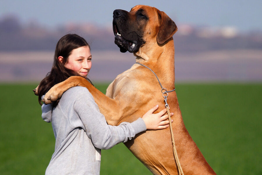 nomi da non dare ai cani alani