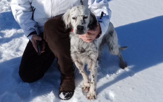 Novi Ligure, smarrita un’anziana Setter di 13 anni, la cagnolina risponde al nome di Melody