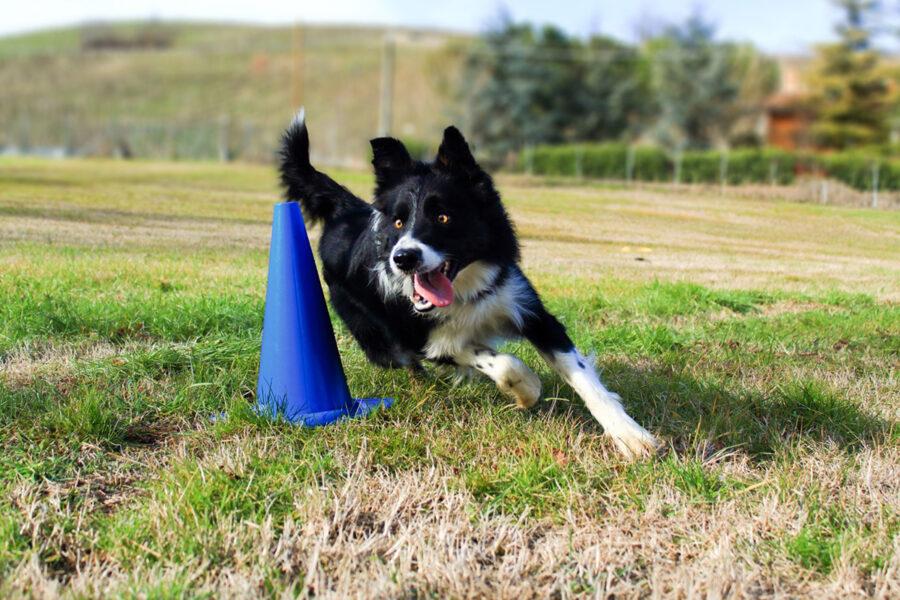 obedience cane che si allena