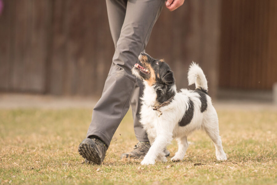 obedience cane esercizio