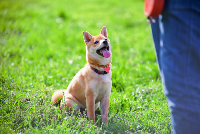 Tutto sull’obedience cane: cos’è, a chi è adatto e cosa sapere