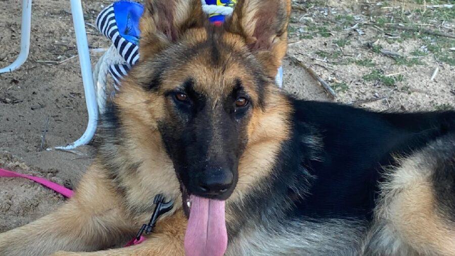 cagnolina orecchie grandi