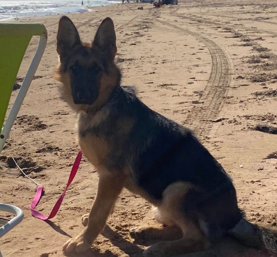 cane sulla spiaggia di sabbia