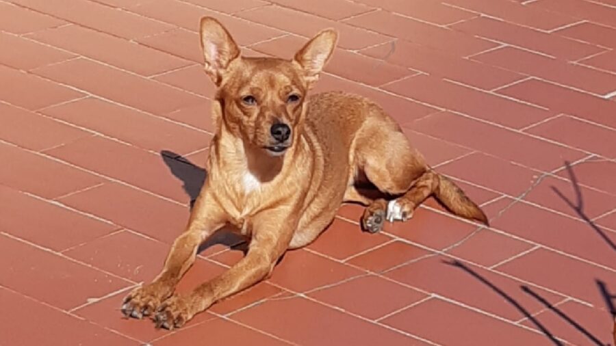 cagnolina sdraiata su mattonelle