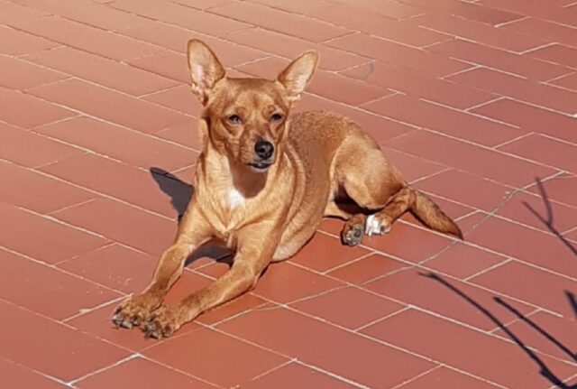 Peretola, scappata di casa la cagnolina Piuma, la simil Pinscher di un anno e mezzo risulta dispersa