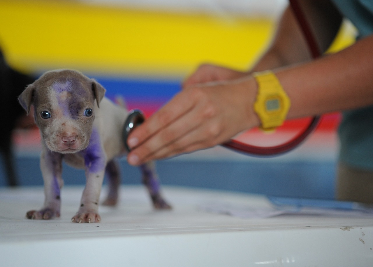 cane dal veterinario