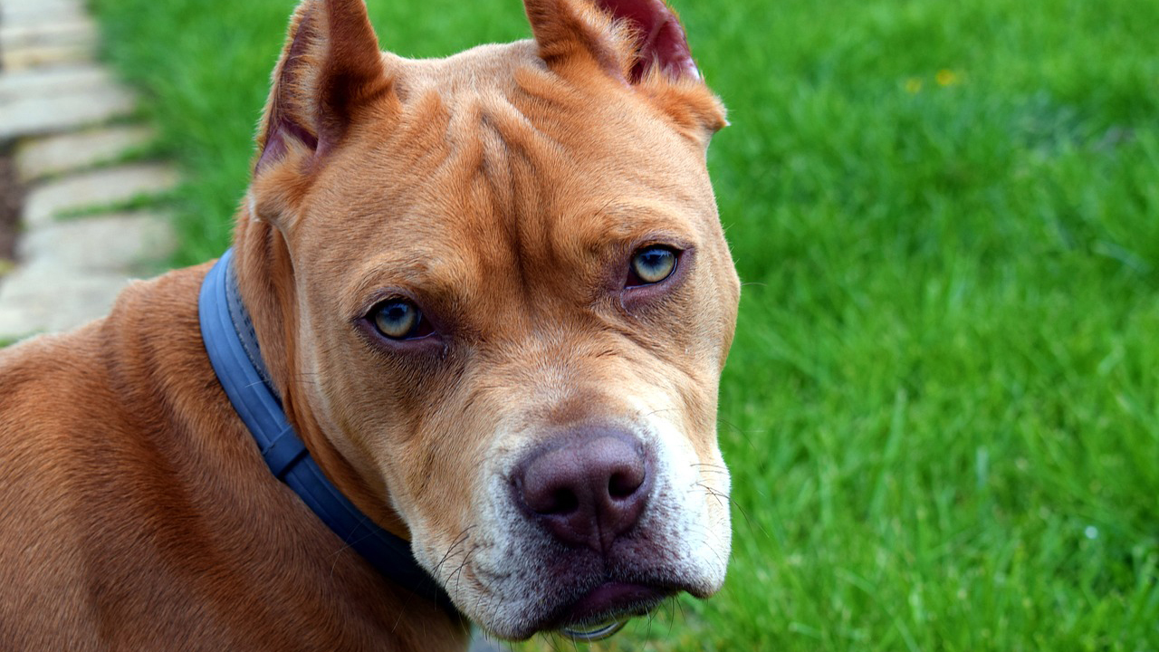 cane pitbull