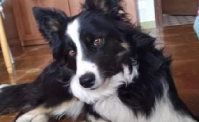 Postioma, Mia non torna a casa da più di un mese, si indaga sulla scomparsa della cagnolina Border Collie