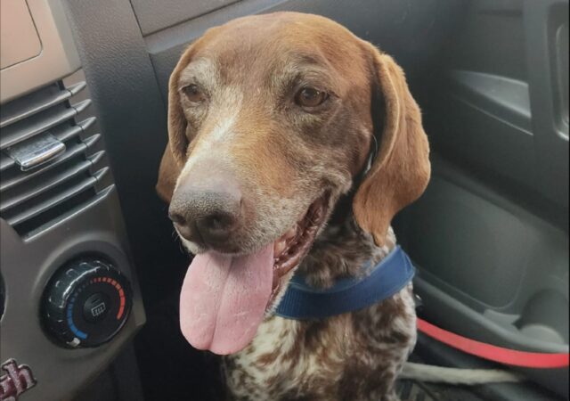 Rastignano, scomparso un cane da Ferma Tedesco a pelo corto, c’è preoccupazione per Stitch