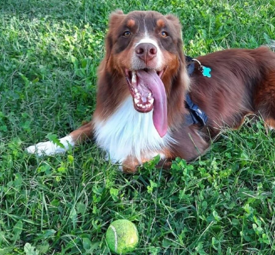 cane erba alta disteso