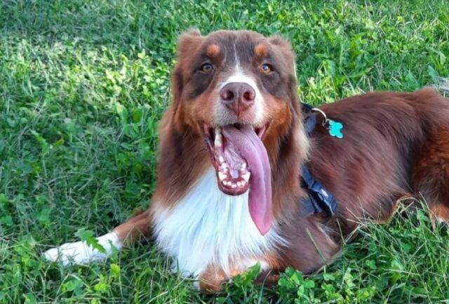 Rho, aiutiamo Theo a tornare dalla sua famiglia, il cane da Pastore Australiano ha smarrito la via di casa