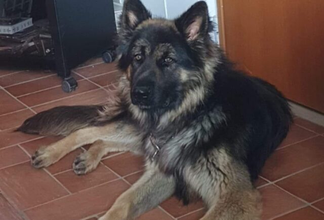 Roma, cane lupo a pelo lungo viene smarrito, George potrebbe aver percorso molta strada