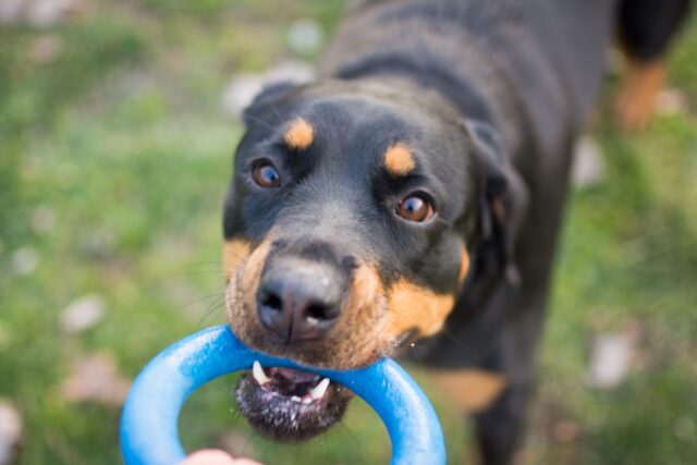 Rottweiler si nasconde tra le braccia della proprietaria perché nessuno vuole accarezzarlo