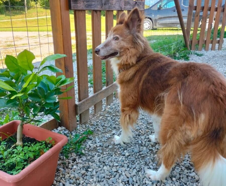 cagnolina dietro sbarre di legno