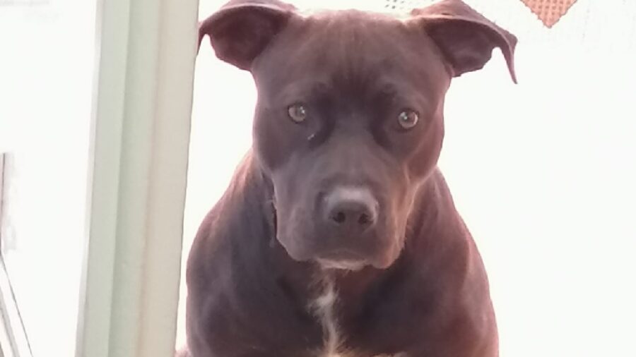 cane pitbull femmina