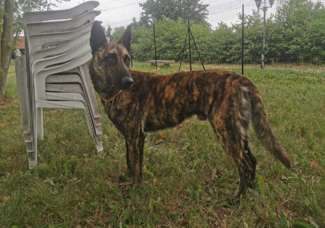 Sant’Albano Stura, tiene col fiato sospeso lo smarrimento di Aki, un cagnolino Pastore Olandese di un anno e mezzo